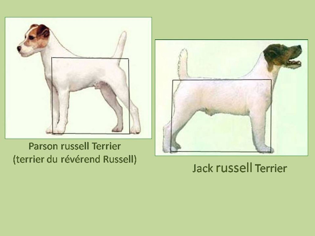 le standard des russells Club du Jack Russell Terrier Officiel